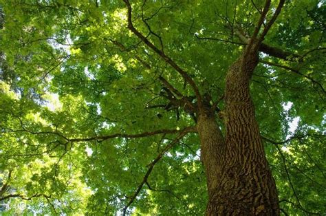 門前種什麼樹最好|門前種什麼樹風水好 種對了樹好運連連